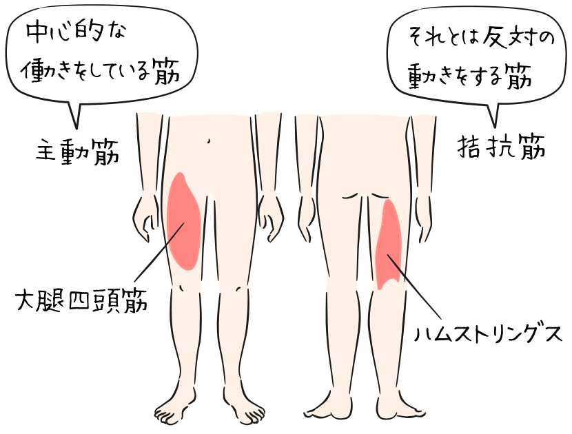 「主動筋」と「拮抗筋」の説明イラスト