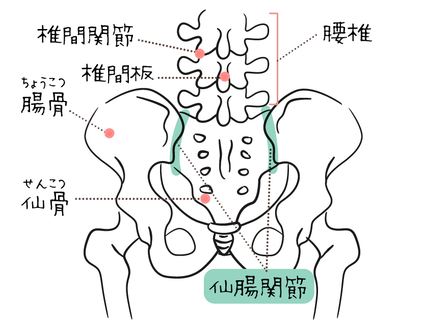 骨盤の構造
